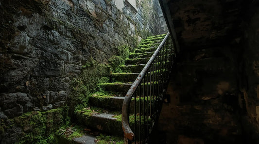 Les dangers d’une maison humide et moisie Storaxo